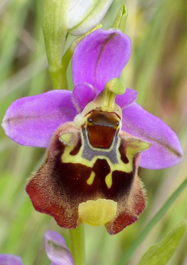 Ophrys cretica, Ophrys episcopalis  Creta aprile 2016